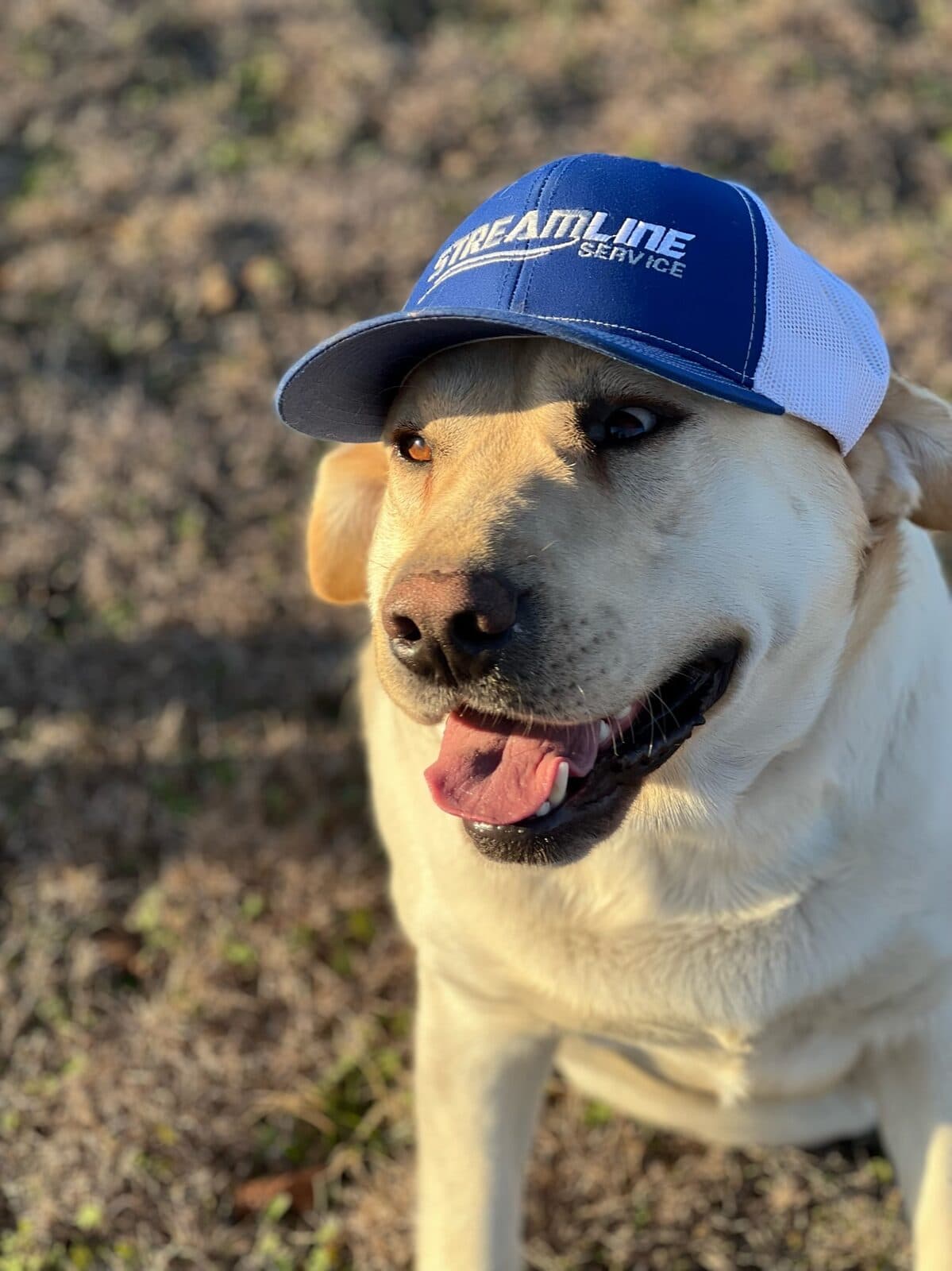 Streamline Service shop dog wearing a company cap